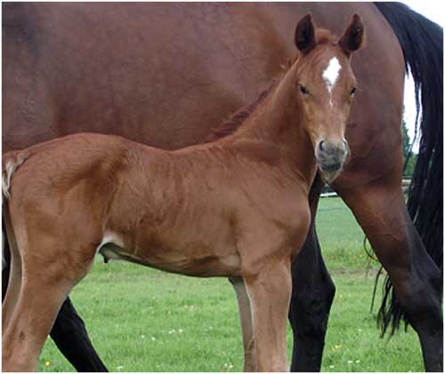 2010 Colt by Wings out of Chanel Z (ChellanoZ x Alme Z)