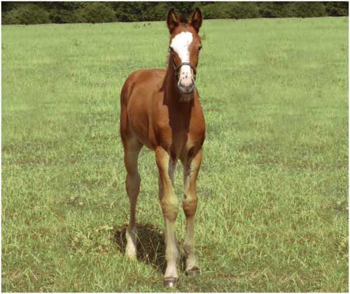 2010 Colt by Wings out of a Diamond King/Aristocracy mare