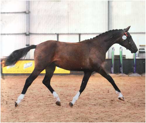 2010 filly foal by Wings out of a Hanoverian/ID mare