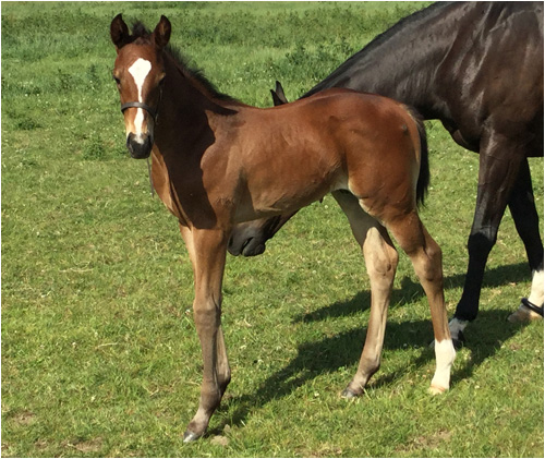 2010 filly foal by Wings out of a Hanoverian/ID mare